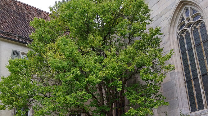Der hat heute noch große Blätter: Lebkuchenbaum (Cercidiphyllum japonicum) im Kloster Bebenhausen.  FOTO: ROTH-NEBELSICK