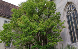 Der hat heute noch große Blätter: Lebkuchenbaum (Cercidiphyllum japonicum) im Kloster Bebenhausen.  FOTO: ROTH-NEBELSICK  
