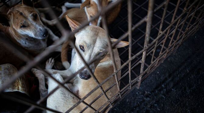Schlachten von Hunden in Indonesien