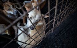 Schlachten von Hunden in Indonesien