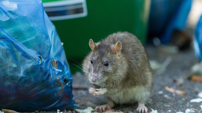 Wenn Müll und Speisereste nicht sachgemäß entsorgt werden, fühlen sich die Tiere pudelwohl.  FOTO: RADLOFF/DPA