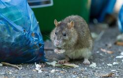 Wenn Müll und Speisereste nicht sachgemäß entsorgt werden, fühlen sich die Tiere pudelwohl.  FOTO: RADLOFF/DPA