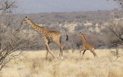 Seltenes Giraffenbaby ohne Flecken in Namibia gesichtet