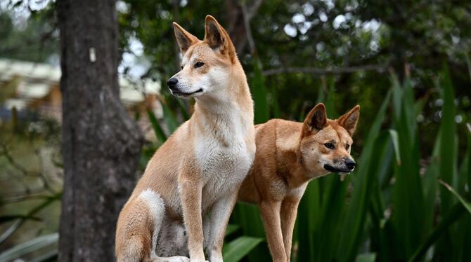 Dingos in Australien
