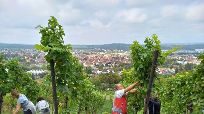 Mit Blick auf die Stadt Metzingen: Helfer bei der Weinlese.