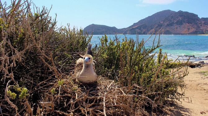 Vögel auf Galapagos-Inseln