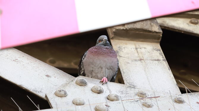 2023-07-05 Tauben, Bahnbrücke, Taubennetz Die spitzen Nägel konnten die Tauben nicht vertreiben, wurden aber zum Problem für Babys und Jungtiere.