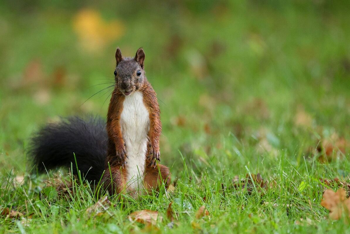 In Pose geschwungen In Pose geschwungen