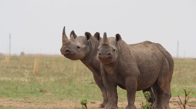 Wieder mehr Breitmaulnashörner in Afrika Wieder mehr Breitmaulnashörner in Afrika