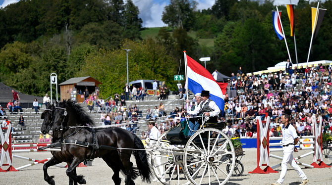 Die Friesen überzeugen mit Eleganz: Die niederländischen Gäste und ihre Pferde waren der Höhepunkt der Marbacher Hengstparade.