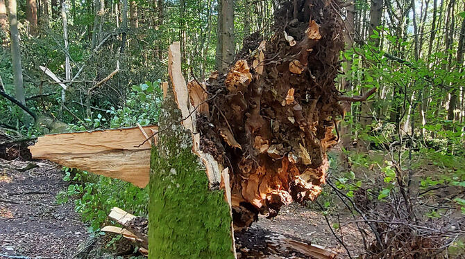Totholz dient der Artenvielfalt. Auf manchen Flächen wird der Wald sich selbst überlassen.  FOTO: FISCHER