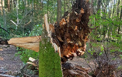 Totholz dient der Artenvielfalt. Auf manchen Flächen wird der Wald sich selbst überlassen.  FOTO: FISCHER
