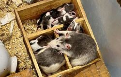 100 Ratten in leer stehendem Karlsruher WG-Zimmer gefunden