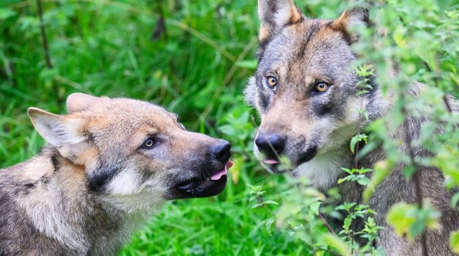 Ein junger Wolf (l) steht mit einem Elternteil in einem Gehege