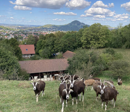 Futterplatz mit Aussicht: Thüringer Ziegen auf der Landesziegenweide.  FOTO: PRIVAT