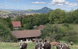 Futterplatz mit Aussicht: Thüringer Ziegen auf der Landesziegenweide.  FOTO: PRIVAT