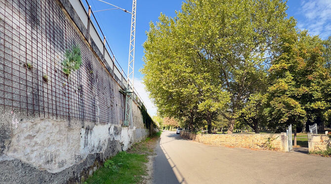 Weil die marode Bahn-Stützmauer erneuert wird, müssen die Platanen auf dem Betzinger Friedhof gefällt werden: Sie stören bei den