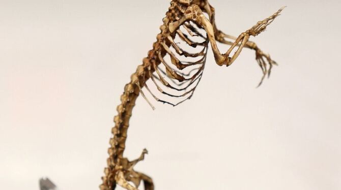 Beschlagnahmtes Krokodil-Skelett