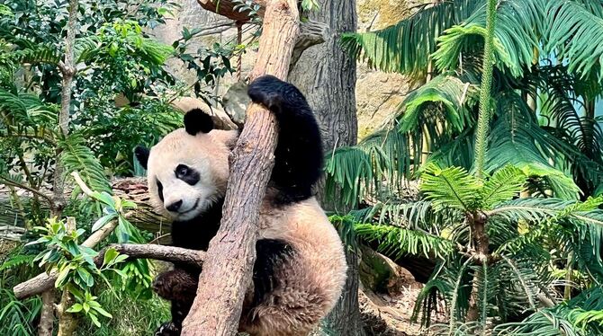 Panda Le Le in Singapur Panda Le Le in Singapur