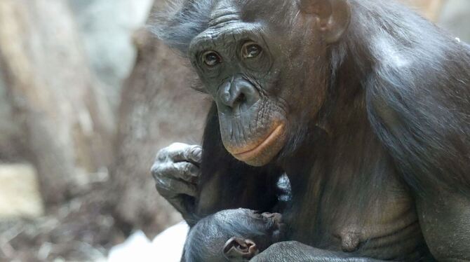 Bonobo »Nayoki« mit Jungtier