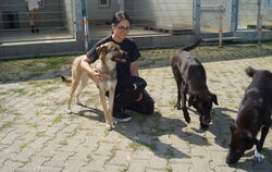 Das Tierschutzzentrum in Pfullingen kümmert sich um Hunde aus Rumänien.  FOTO: TIERSCHUTZZENTRUM