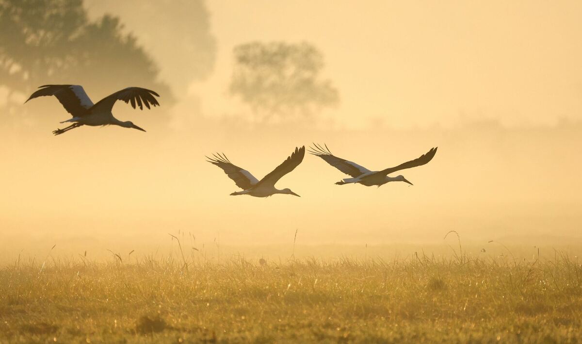 Morgenrunde Morgenrunde