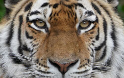  Ein Sibirischer Tiger. Diese Tiere werden ab kommendem Jahr in der Wilhelma zu sehen sein.  FOTO: BRANDT/DPA 
