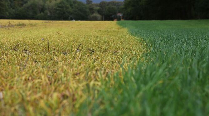 Feld nach Behandlung mit Glyphosat