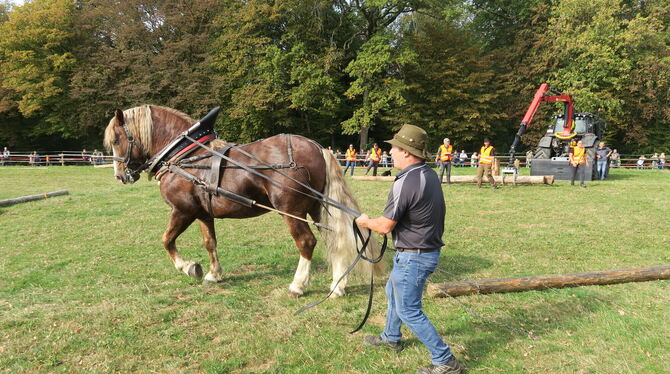 Roland Fritz nimmt mit seinem Pferd Sambo beim Holzrücken am Fuhrmannstag in Pliezhausen teil. Dabei müssen sie einen zehn Meter