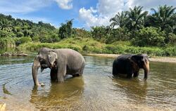 Asiatische Elefanten in Thailand