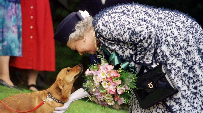 Queen Elizabeth II. mit einem ihrer Corgis.