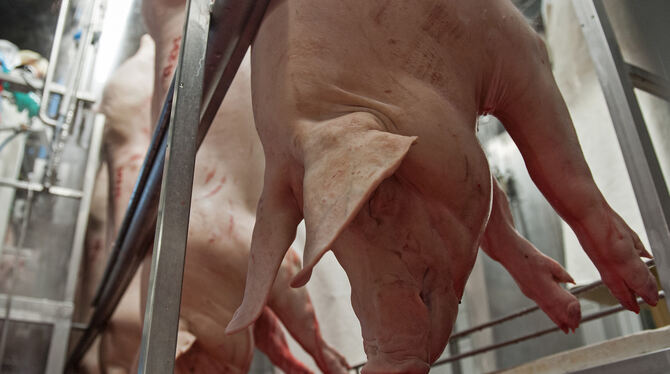 Schweine laufen nach der Tötung in den Zerlegebereich eines Schlachthofes.