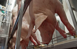  Schweine laufen nach der Tötung in den Zerlegebereich eines Schlachthofes.