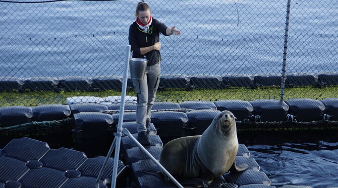 Eine Wissenschaftlerin trainiert am Marine Science Center der Universität Rostock mit einem Seebär.  FOTO: ZIMMERMANN