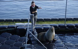 Eine Wissenschaftlerin trainiert am Marine Science Center der Universität Rostock mit einem Seebär.  FOTO: ZIMMERMANN