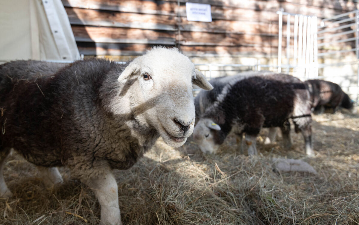 Schön_Gut_29_10_2023_Schanz_061