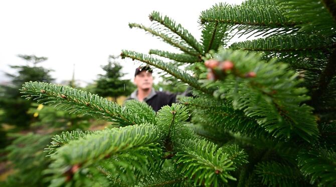 Weihnachtsbaumzüchter Albrecht Gerhäusser