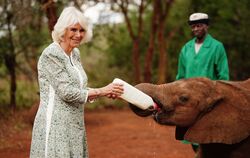 Königin Camilla in Kenia