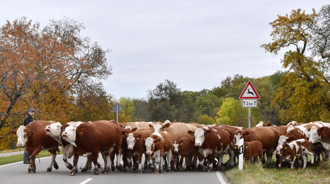 Kuh- und Kälberabtrieb von den höchstgelegen Weidegründen im Kreis Tübingen in den Öschinger Öschbachtalhof. FOTO: MEYER