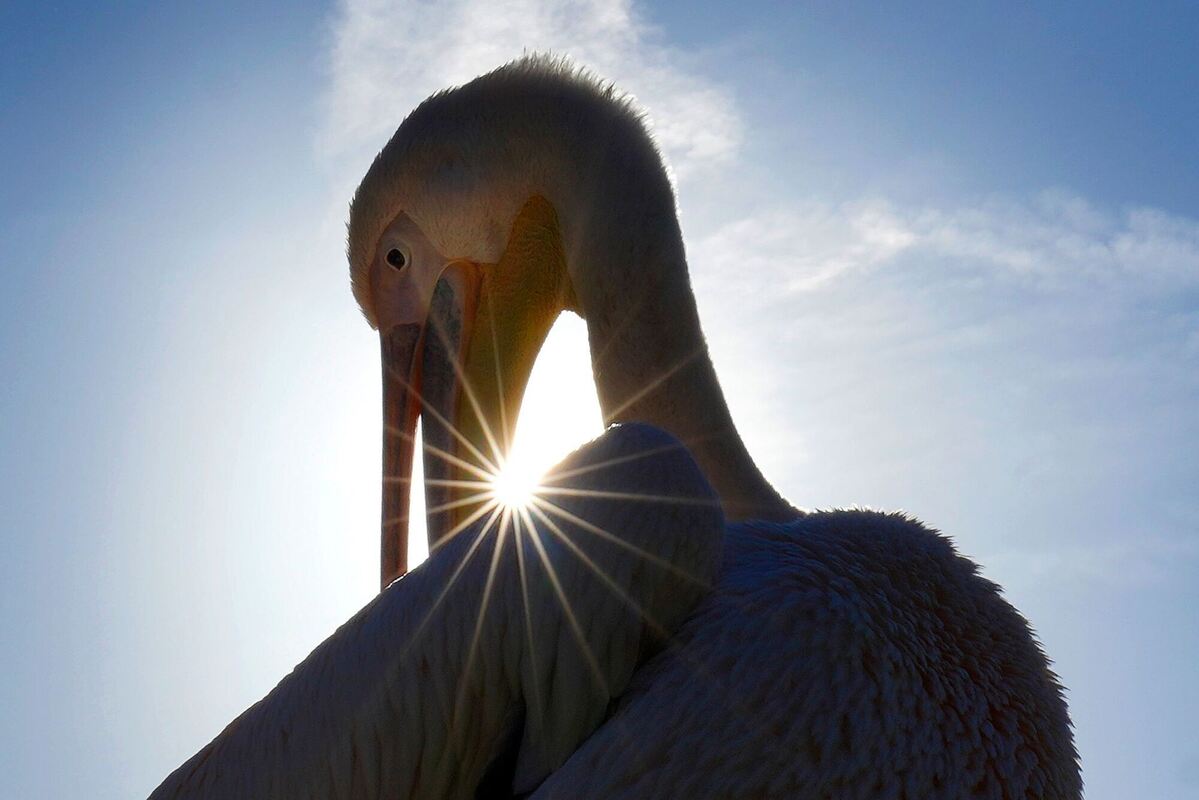 Pelikan bei Sonnenschein