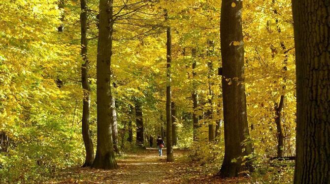 Herbst an einem Waldweg bei Reutlingen. Die Blätter verfärbten sich vergleichsweise spät in diesem Jahr.