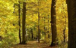 Herbst an einem Waldweg bei Reutlingen. Die Blätter verfärbten sich vergleichsweise spät in diesem Jahr.