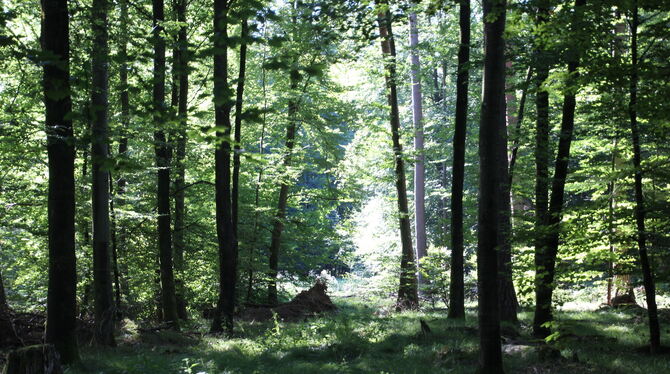 Der Herzog-Jäger-Premiumwanderweg im Schönbuch bei Waldenbuch. FOTO: FÖRDER