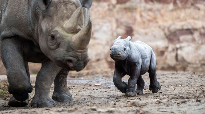 Nashornmutter mit Baby
