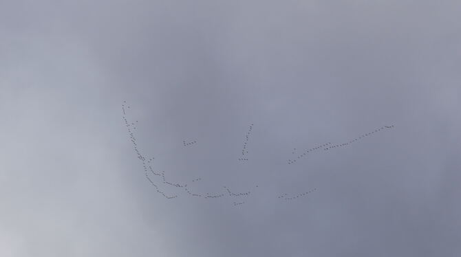 Kraniche über Metzingen. Vogel-Experte Günter Künkele war sehr angetan von dem Foto, weil es zeigt, wie die Vögel sofort nach de