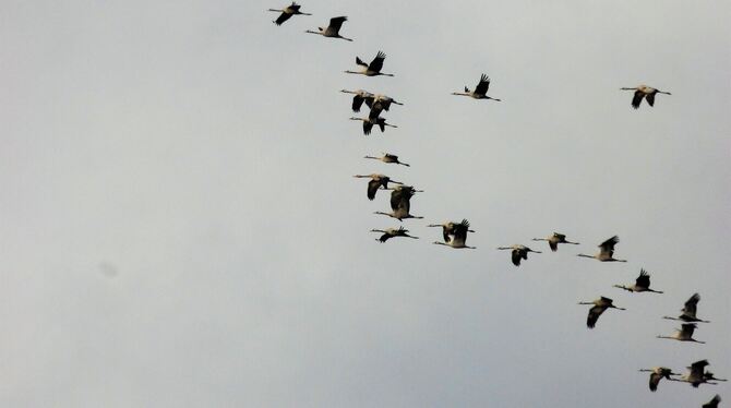 Günter Künkele ist einer anderen Kranich-Formation aus mehr als zwei Dutzend der langhalsigen und langbeinigen Zugvögl mit dem T