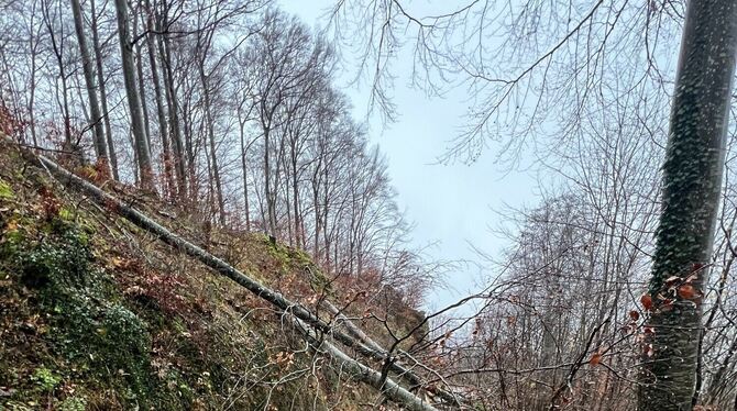 Hier kommt keiner vorbei.  Die quer liegenden Bäume sind von der Gemeinde gefällt worden .