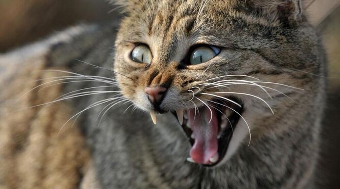 Eine Wildkatze faucht.