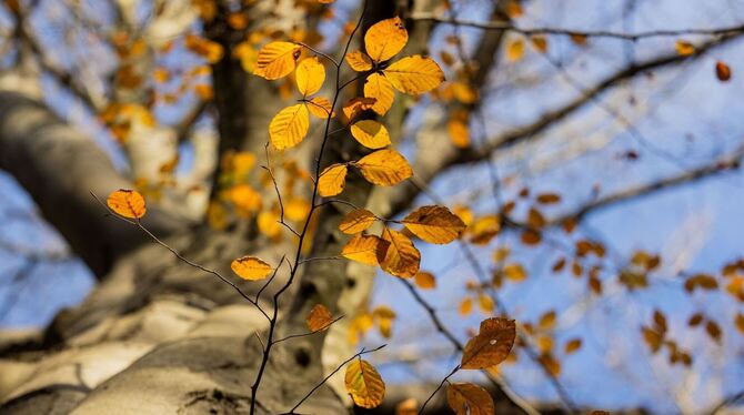 Herbstwetter Herbstwetter