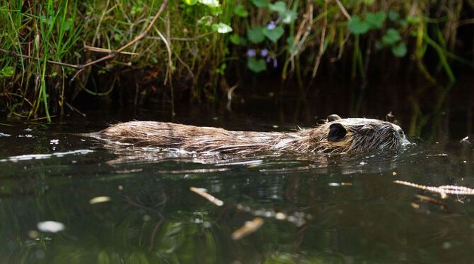 Nutrias auf dem Vormarsch im Südwesten